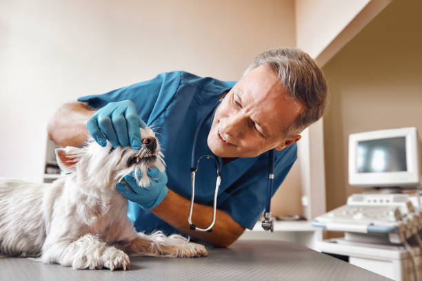 Best Emergency Root Canal Treatment in Chatfield, MN